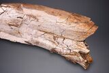 Hadrosaur (Edmontosaurus) Ulna Bone - Wyoming #264886-3